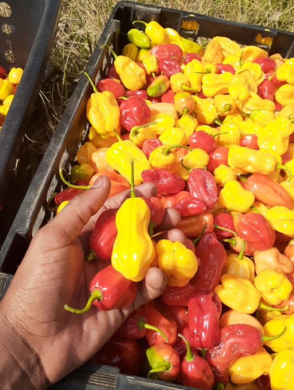 Habanero Chilli from Zambia