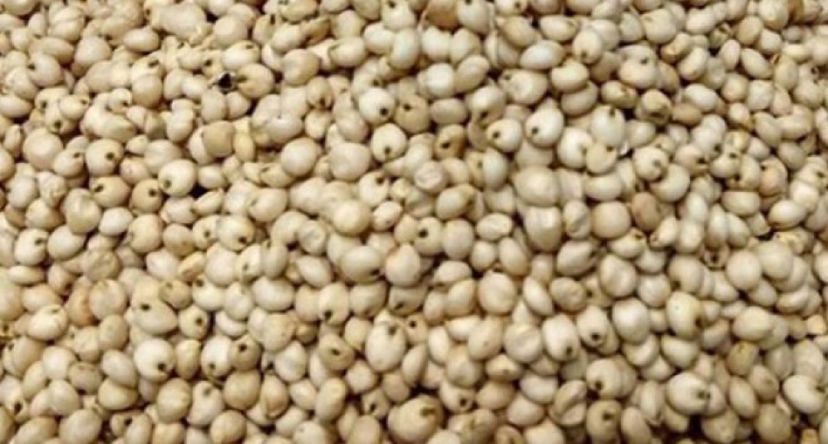 White Sorghum from Zambia