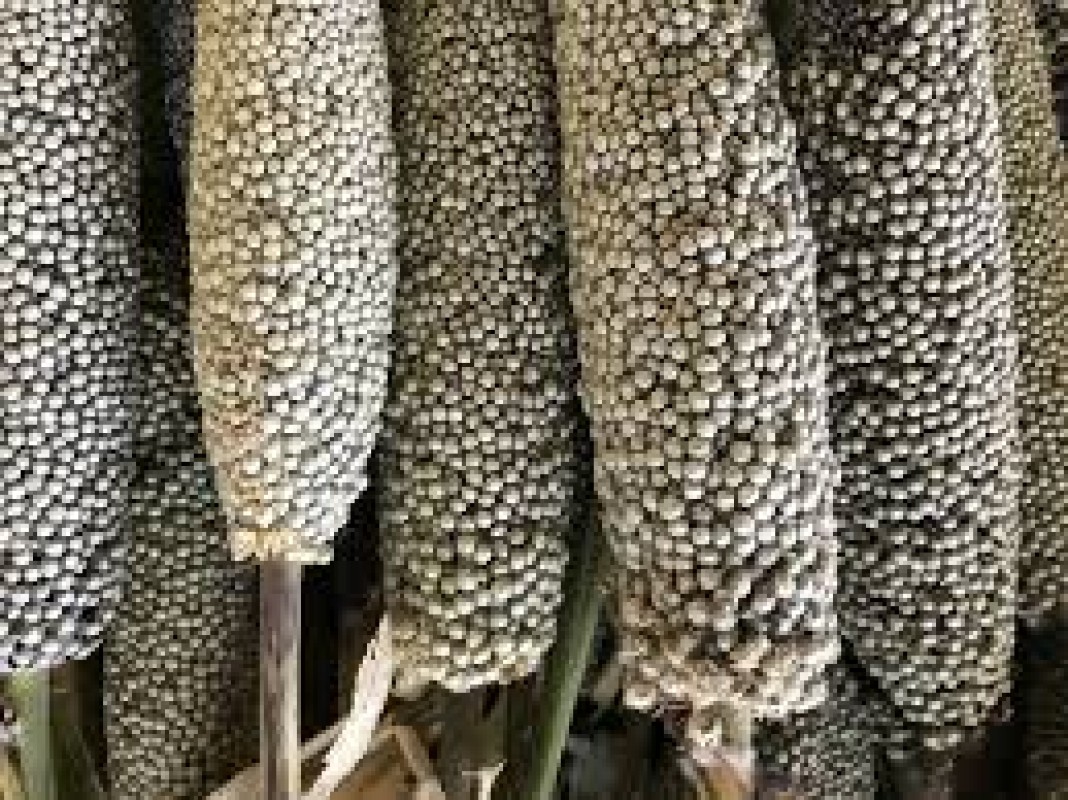 Millet from Zambia