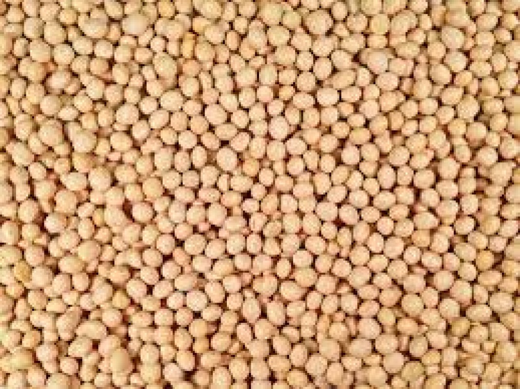 non gmo soya beans from Zambia