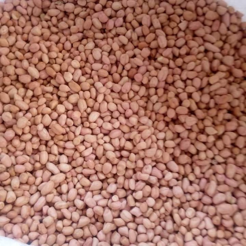 Kacang Tanah from Zambia