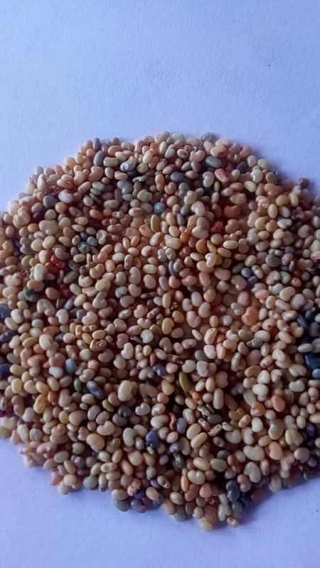 Sunnhemp from Zambia