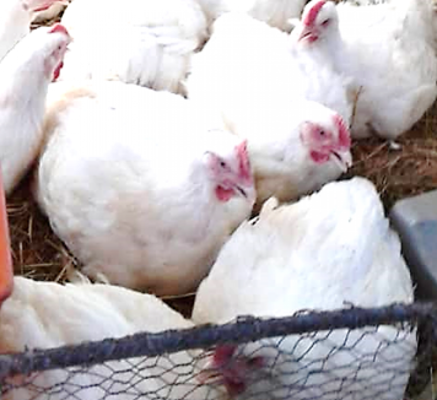Ayam broiler from Zimbabwe