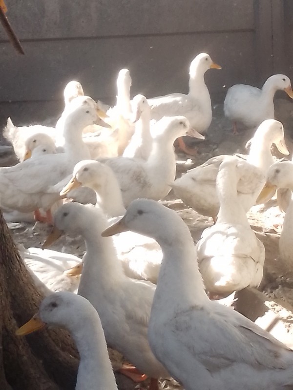 Perkin ducks from Zimbabwe