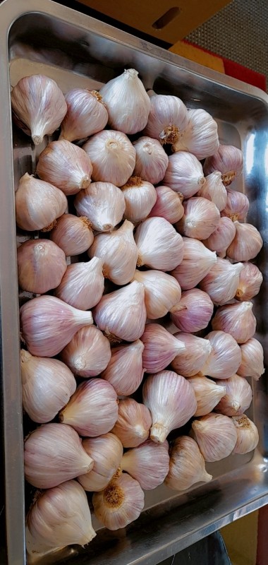 Purple Garlic from Zimbabwe