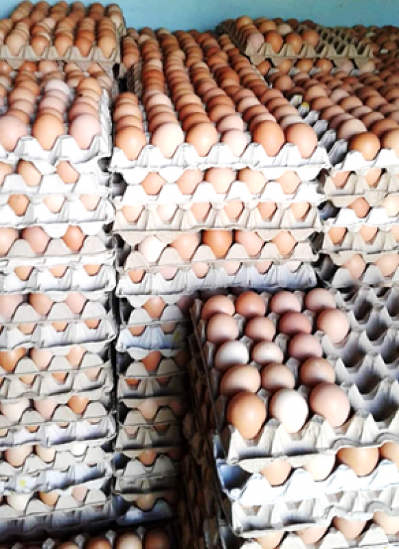 Eggs from Zimbabwe