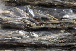 Dry fish from United Arab Emirates (UAE)