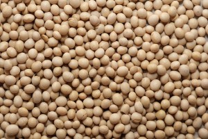 Kedelai, Kedelai NON GMO from Australia