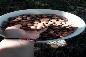 “Ata-Baba” Hazelnut from Azerbaijan