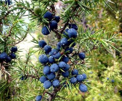 Bacche di ginepro from Serbia