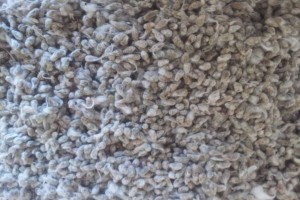 Cottonseed Non GMO from Benin