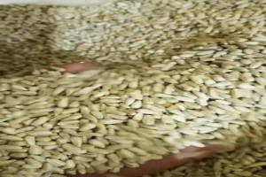 Safflower seeds from Brazil