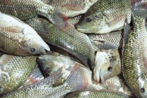 Tilapia from Botswana