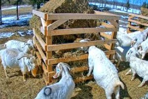 Cabras (Vivas) from Canadá