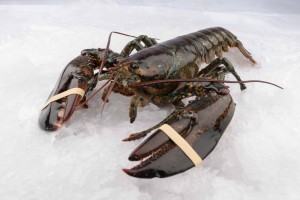 Żywy homar kanadyjski (Homarus Americanus) from Kanada
