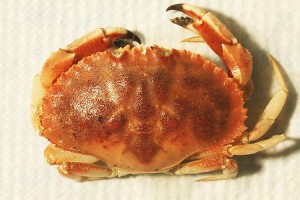 Mrożony krab Jonah (Cancer Borealis) from Kanada