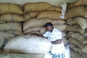 Cacao Bean from DRC Congo