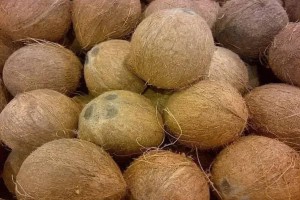 Coco, mangos from Costa de Marfil
