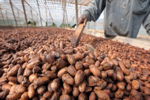 Cacao Beans from Ivory Coast