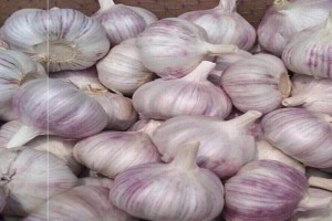 Knoflook from China