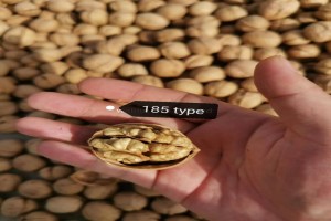 Chinese Walnuts from China