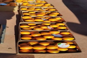 Agrumes/Oranges de Chine from Chine