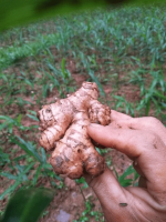 ginger from China