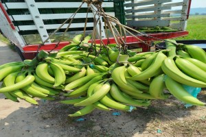 Bananas-da-terra verdes from República Dominicana