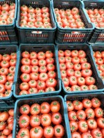 Tomates from Argélia