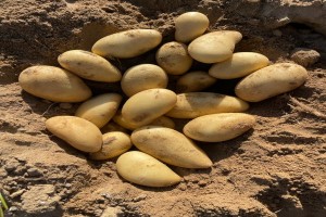 Egyptian fresh potatoes from Egypt