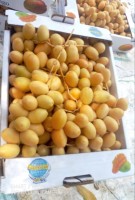 Dattes from Égypte