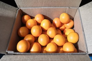 Orange Valencia from Égypte