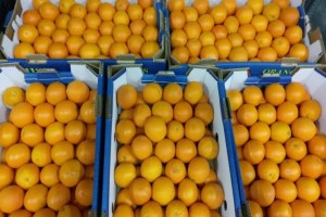 Orange Valencia from Égypte