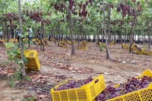 Raisins from Égypte