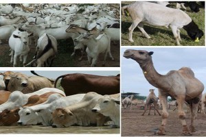 Camellos from Etiopía