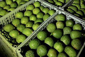 Hass Avocado from Ethiopia