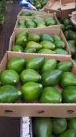 Fresh avocado from Ethiopia
