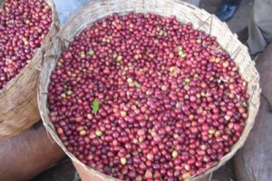 Café Verde Abba Buna from Etiópia