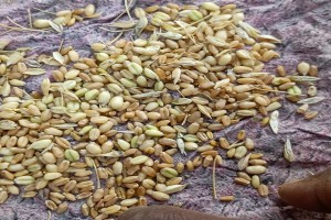Wheat from Ethiopia