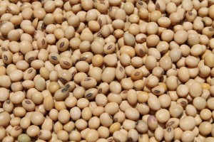 Soja NO GMO from Etiopía