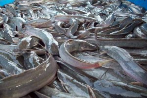 Catfish from Ghana