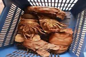 Lobster sping and slipper from Ghana