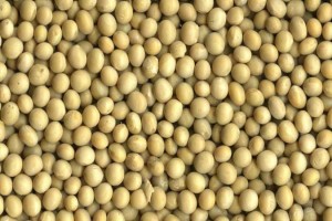 Soyabean from Ghana