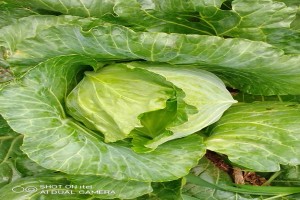 Cabbage from Ghana