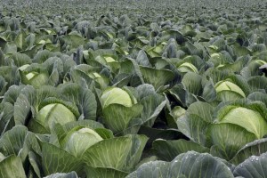 Cabbage from Ghana