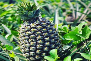 Pineapples from Ghana