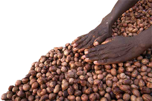 NOCI DI KARITÉ from Ghana