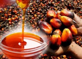Palm Oil from Ghana