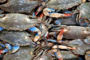 Kepiting biru from Guinea