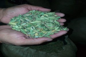 Zielony Kardamon from Gwatemala